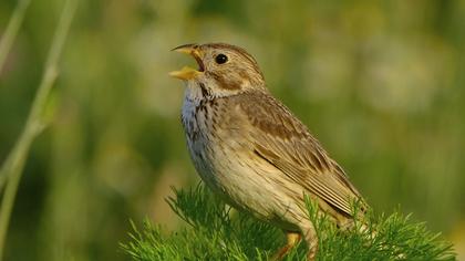 Corn Bunting