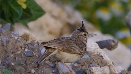 Crested Lark