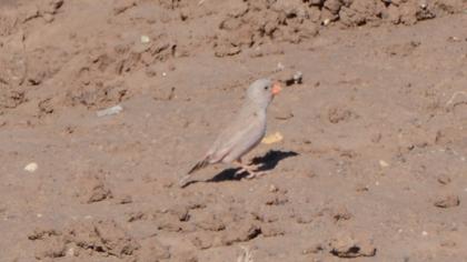 Trumpeter Finch