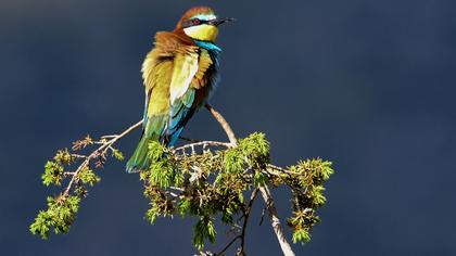 European Bee-eater