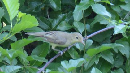 Icterine Warbler
