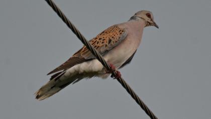 European Turtle Dove