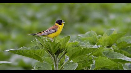 Black-headed Bunting