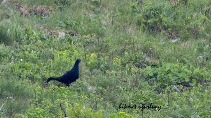 Caucasian Grouse