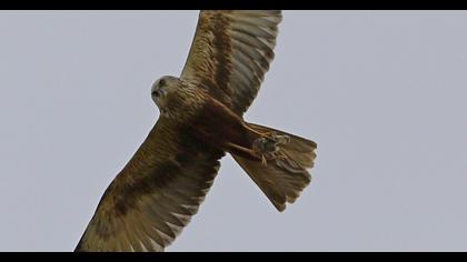 Western Marsh Harrier