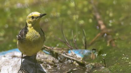 Citrine Wagtail