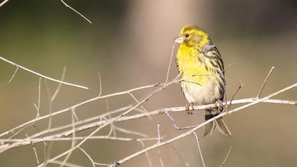 European Serin