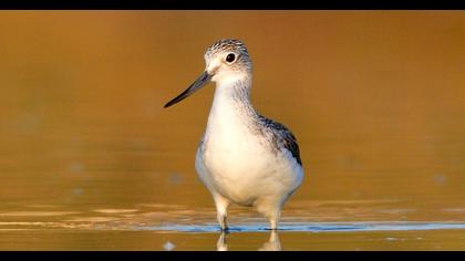 Common Greenshank