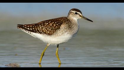 Wood Sandpiper