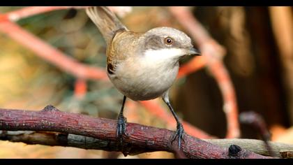 Lesser Whitethroat