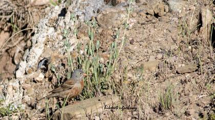 Grey-necked Bunting