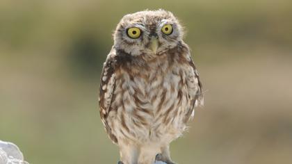 Little Owl