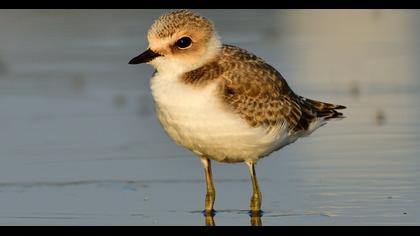 Kentish Plover