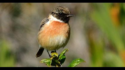 European Stonechat