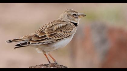 Calandra Lark