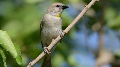 Yellow-throated Sparrow