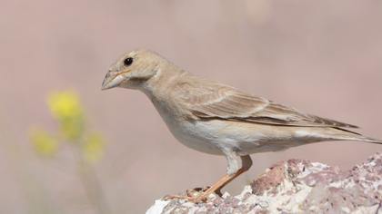 Pale Rockfinch