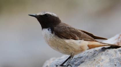 Red-tailed Wheatear