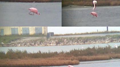 Lesser Flamingo