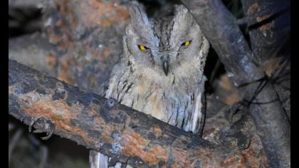 Pallid Scops Owl