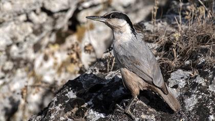 Eastern Rock Nuthatch