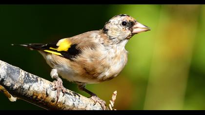 European Goldfinch