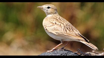 Greater Short-toed Lark