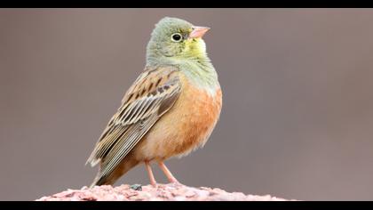 Ortolan Bunting