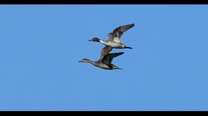 Northern Pintail