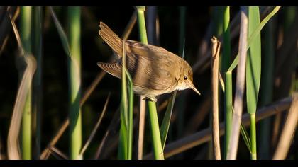 Eurasian Reed Warbler