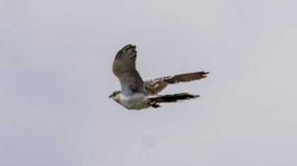 Great Spotted Cuckoo