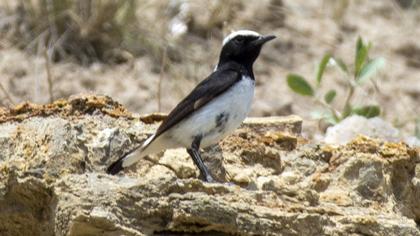 Finsch`s Wheatear