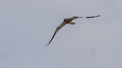 Montagu`s Harrier