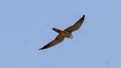 Eurasian Hobby