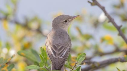Olive-tree Warbler