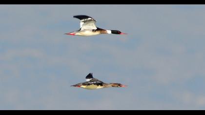 Red-breasted Merganser
