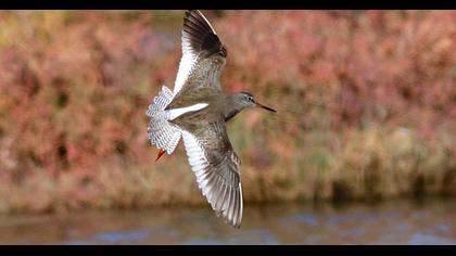 Common Redshank