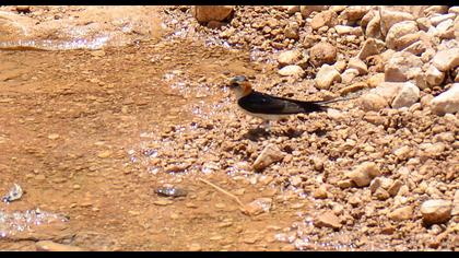 Red-rumped Swallow