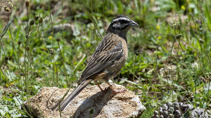 Rock Bunting
