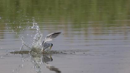 Little Tern
