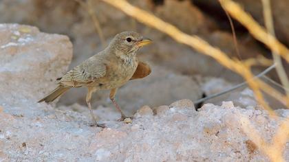 Desert Lark