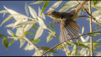 Eastern Olivaceous Warbler