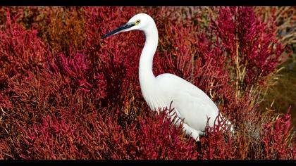 Little Egret