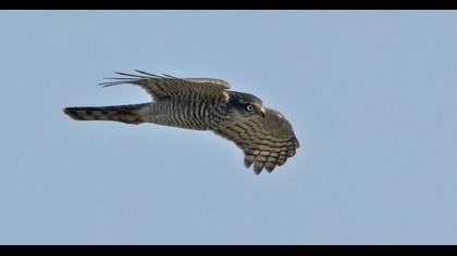 Eurasian Sparrowhawk