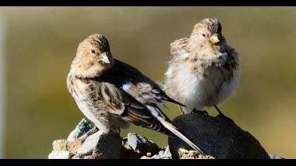 Twite
