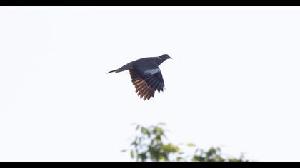 Common Wood Pigeon