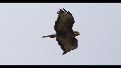 Common Buzzard