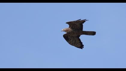 European Honey Buzzard