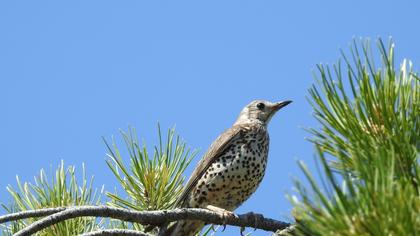 Mistle Thrush