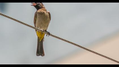 White-spectacled Bulbul